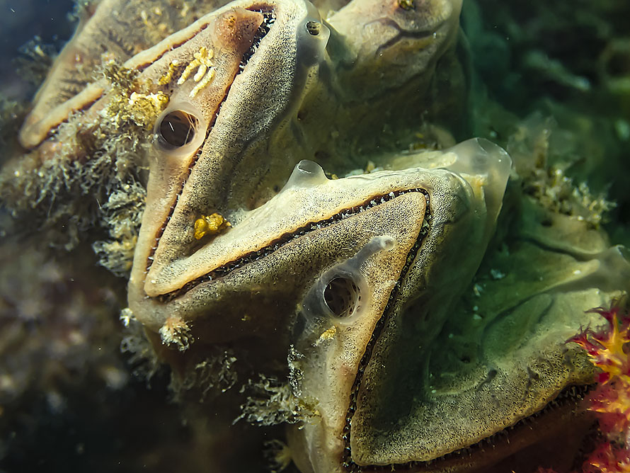 Lopha cristagalli
